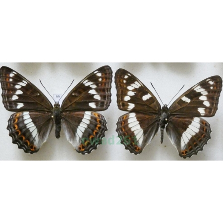 Limenitis populi (Linnaeus, 1758) pair Pokłonnik osinowiec Czech66